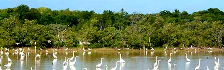 MANGROVES