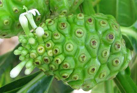 NONI fruit