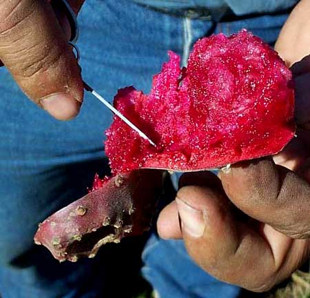 INDIAN-FIG inside fruit