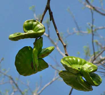 GUANACASTE pods