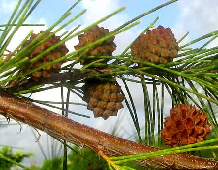 AUSTRALIAN PINE cones