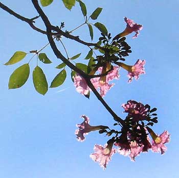 PINK TABEBUIA