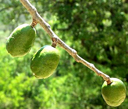 SPANISH PLUM, green fruits