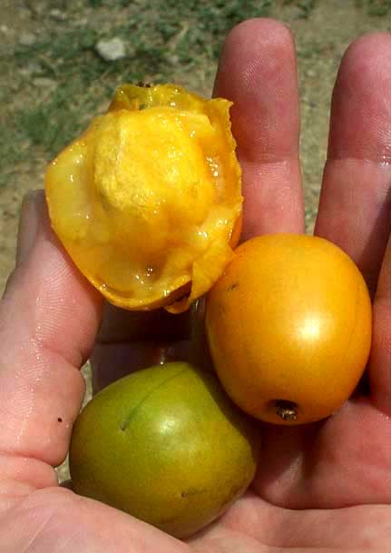 SPANISH PLUM, ripe