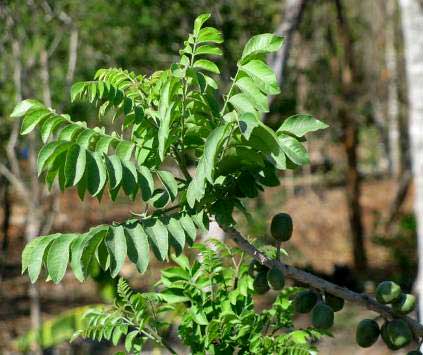 SPANISH PLUM leaves