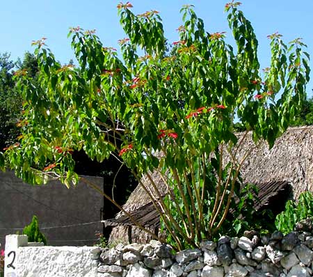 POINSETTIA