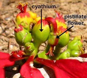 POINSETTIA cyathium