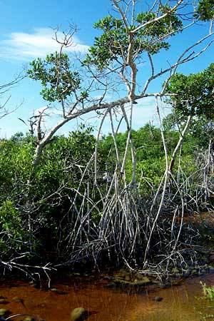 RED MANGROVE