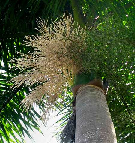 Royal Palm flowering