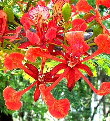 ROYAL POINCIANA