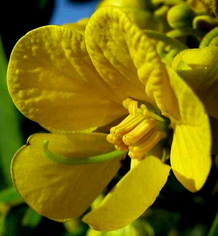 SENNA flower