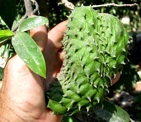 SOURSOP - Guanábana