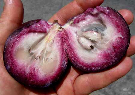 STAR-APPLE, fruit open