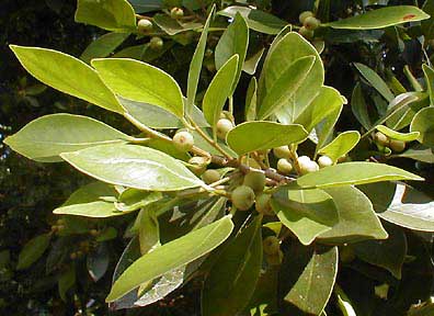 Strangler figs leaves