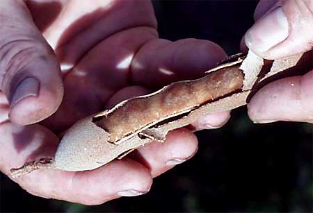 TAMARIND cracked pod