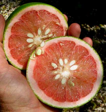 GRAPEFRUIT open