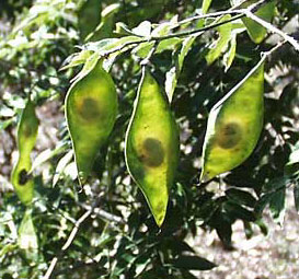 TROPICAL LILAC, pod