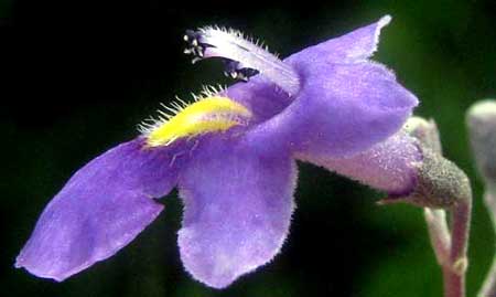 VITEX flower