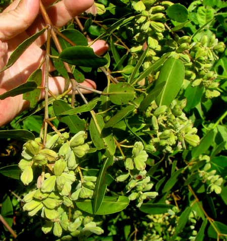 WHITE MANGROVE