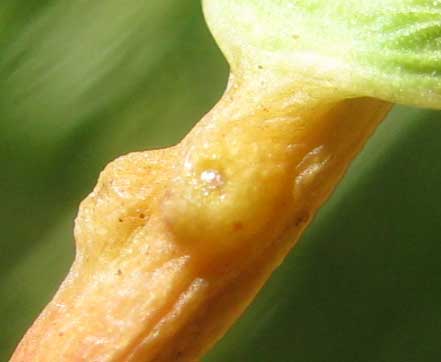 WHITE MANGROVE petiole glands