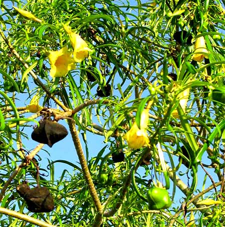 YELLOW OLEANDER