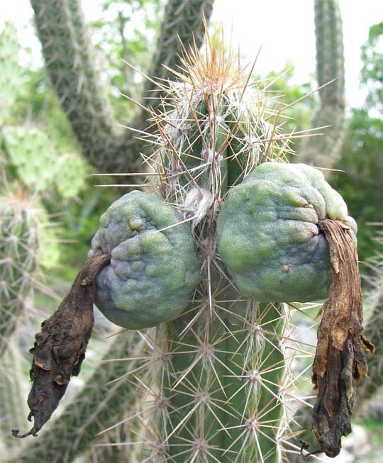  CEPHALOCEREUS cf GAUMERI fruit