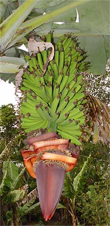 banana flowers