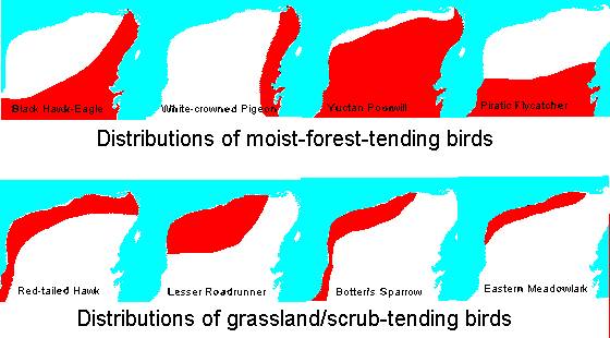 distributions of selected Yucatan birds