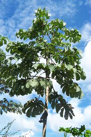 CECROPIA PELTATA