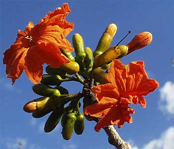 Ciricote flowers, Cordia dodcandra