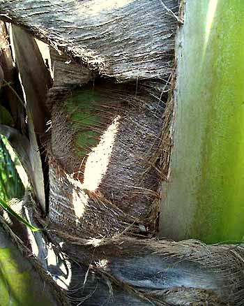 Coconut Palm fiber at base of petiole