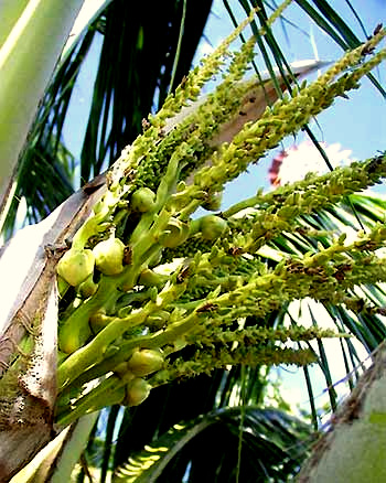 Coconut Palm flowers