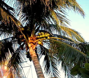 Coconut Palm, Cocos nucifera