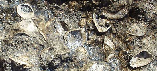 fossils in limestone at Rio Lagartos