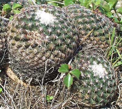 Mammillaria gaumeri