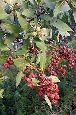 Button-mangrove or Buttontree, Conocarpus erectus