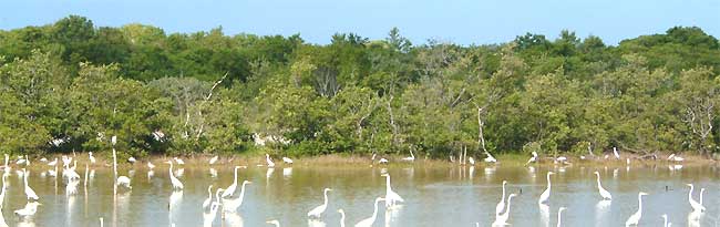 Mangroves & herons