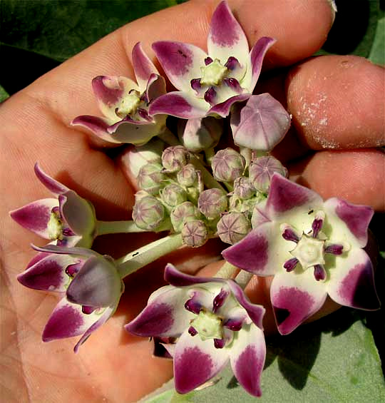 Giant Milkweed, CALOTROPIS PROCERA