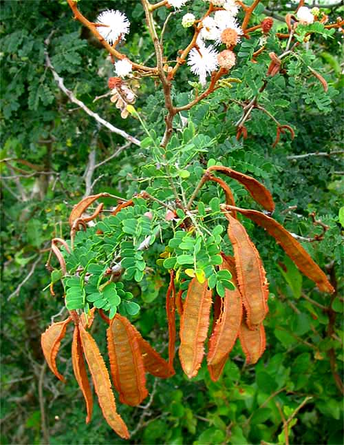 MIMOSA BAHAMENSIS