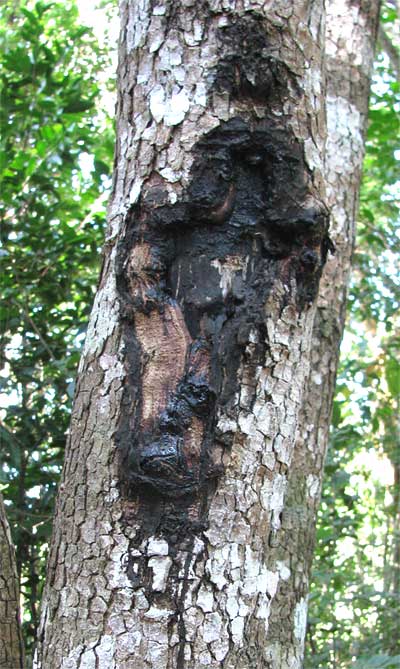 Poisonwood, METOPIUM BROWNEI