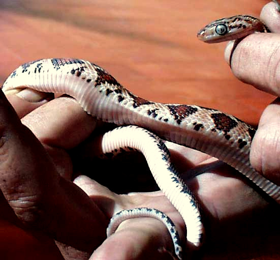 Yellow-red Ratsnake, PSEUDELAPHE FLAVIRUFA