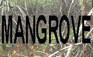 MANGROVES