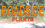 ROADSIDE PLANTS