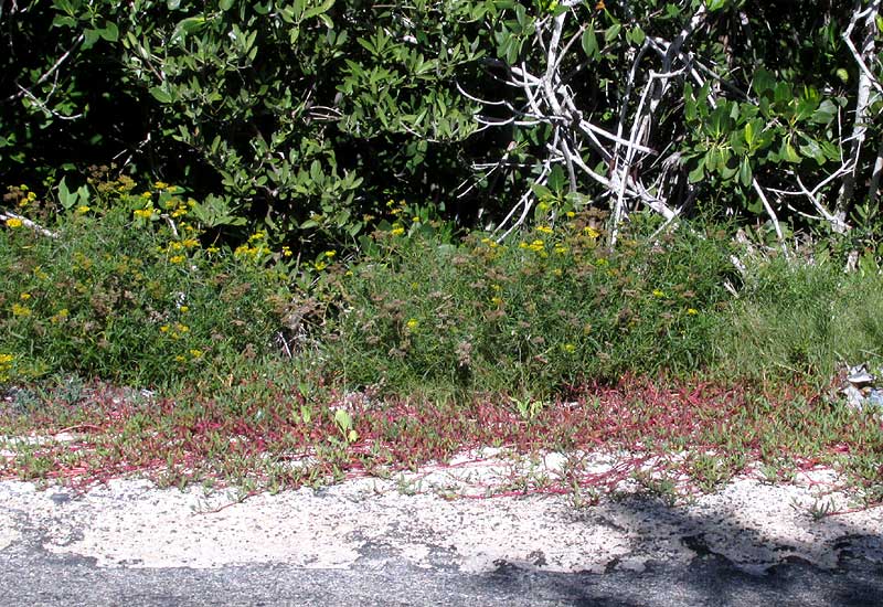 ROADSIDE PLANTS