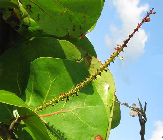 Seagrapes, COCCOLOBA UVIFERA, flower