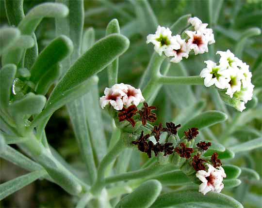 Sea-Lavender or Sea-Rosemary, TOURNEFORTIA GNAPHALODES, flowers