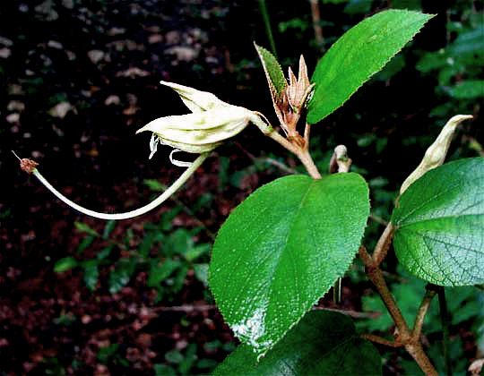 Su-tut, HELICTERES BARUENSIS