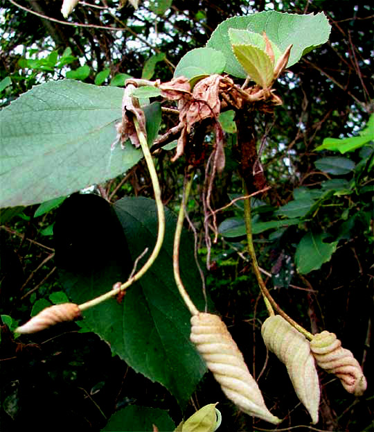 Su-tut, HELICTERES BARUENSIS, fruits