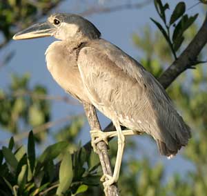 Boat-billed Heron, Akumal