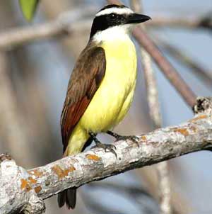 Great Kiskadee, Balamku